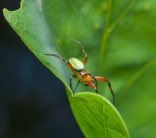 Imagine de stoc gratuită din a închide, araniella opisthographa, entomologie