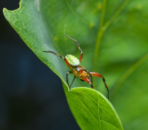 Free Close-up of a green orb weaver spider on a vibrant green leaf, showcasing nature's intricate details. Stock Photo