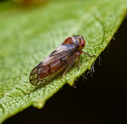A cicada is sitting on a leaf