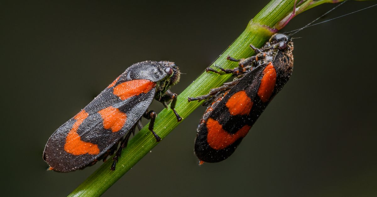 Two Insects Together Close up of Two Insects · Free Stock Photo