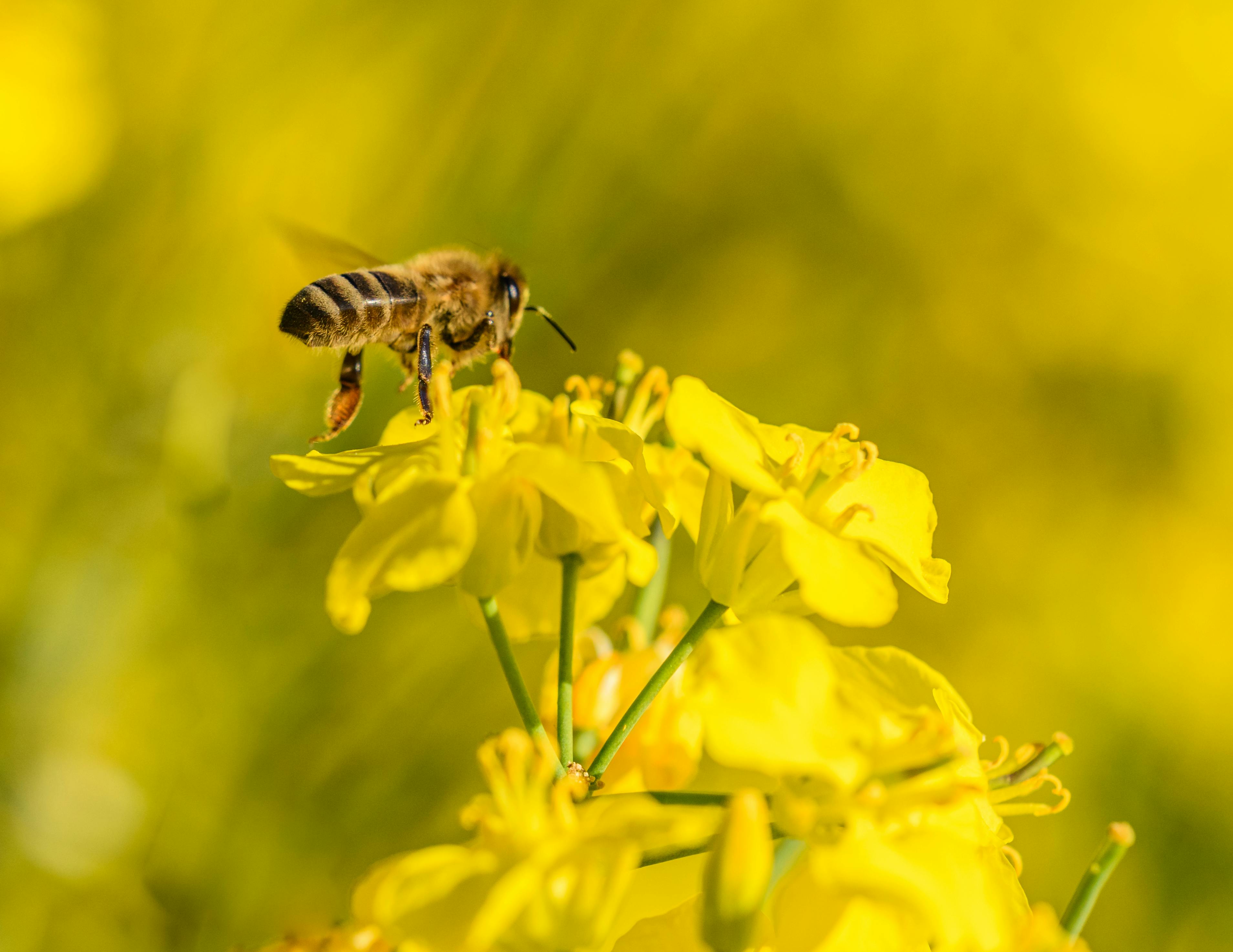 Ark Valley Civics Bee Competition to Send Three Local Students to State — Photo by Petr Ganaj on Pexels