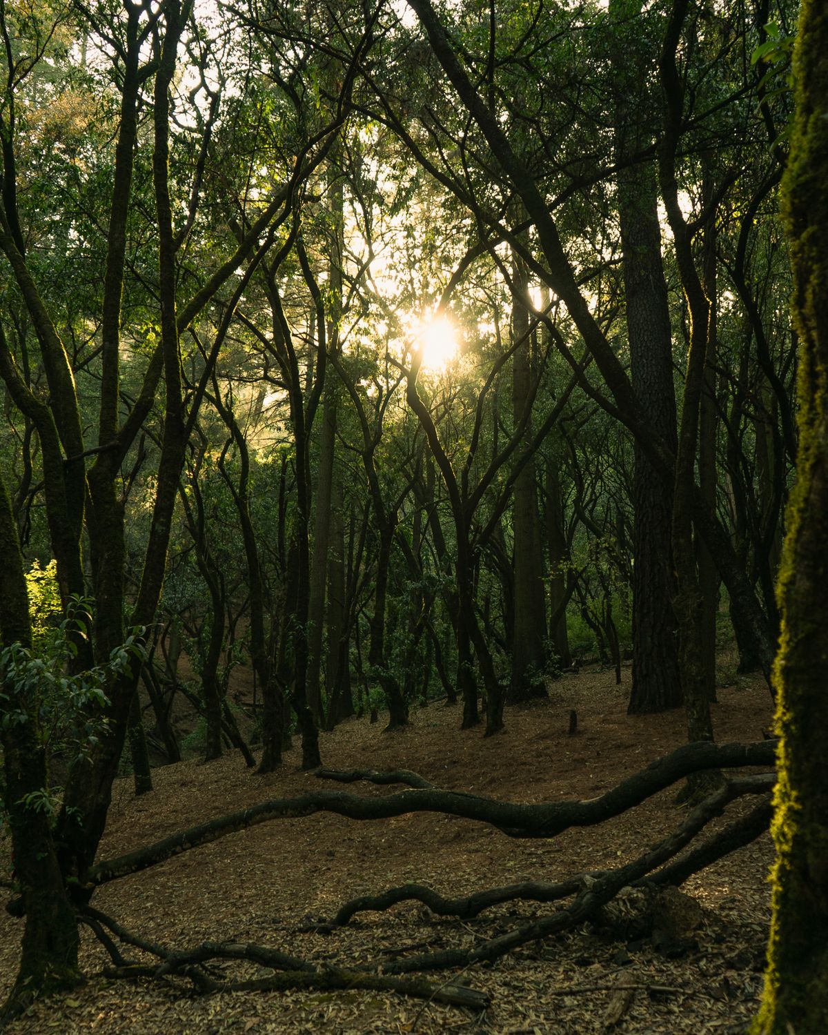 Trees in Forest at Sunset · Free Stock Photo