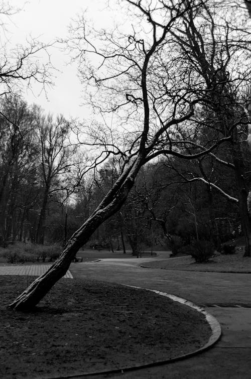 Photos gratuites de arbre, aube, automne