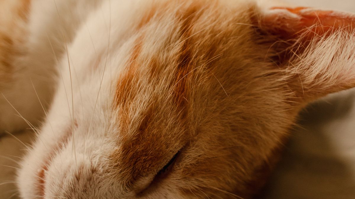 Katze schnarcht: Ursachen, Warnzeichen und sichere Beobachtung