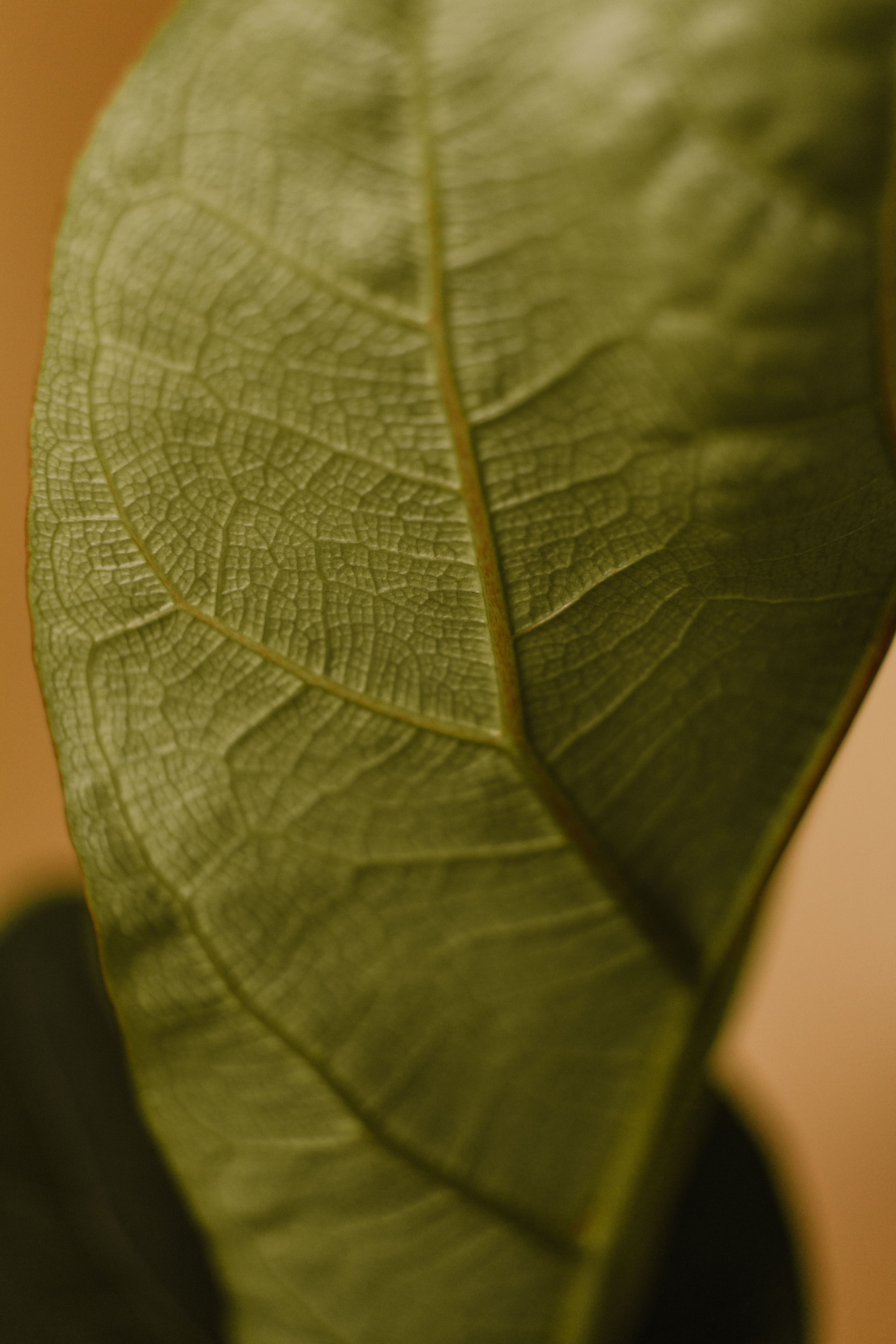 Photo by Maria Luiza  Melo on pexels