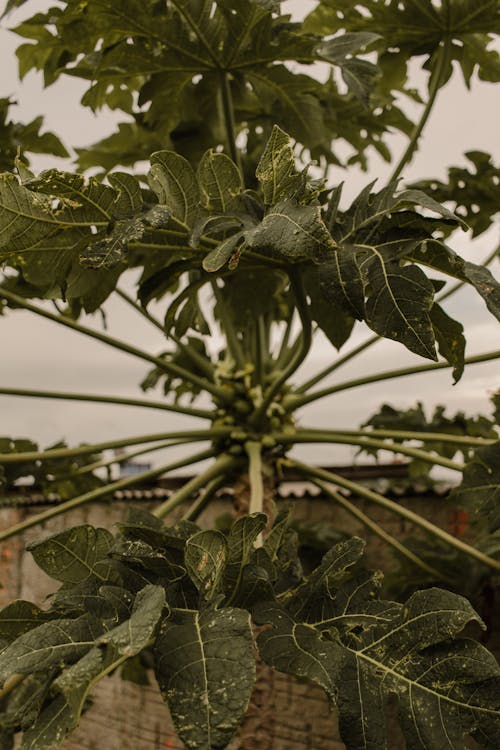 Close-up of a Papaya Tree