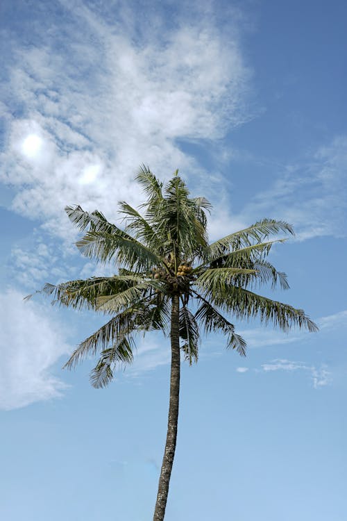 A palm tree is shown against a blue sky