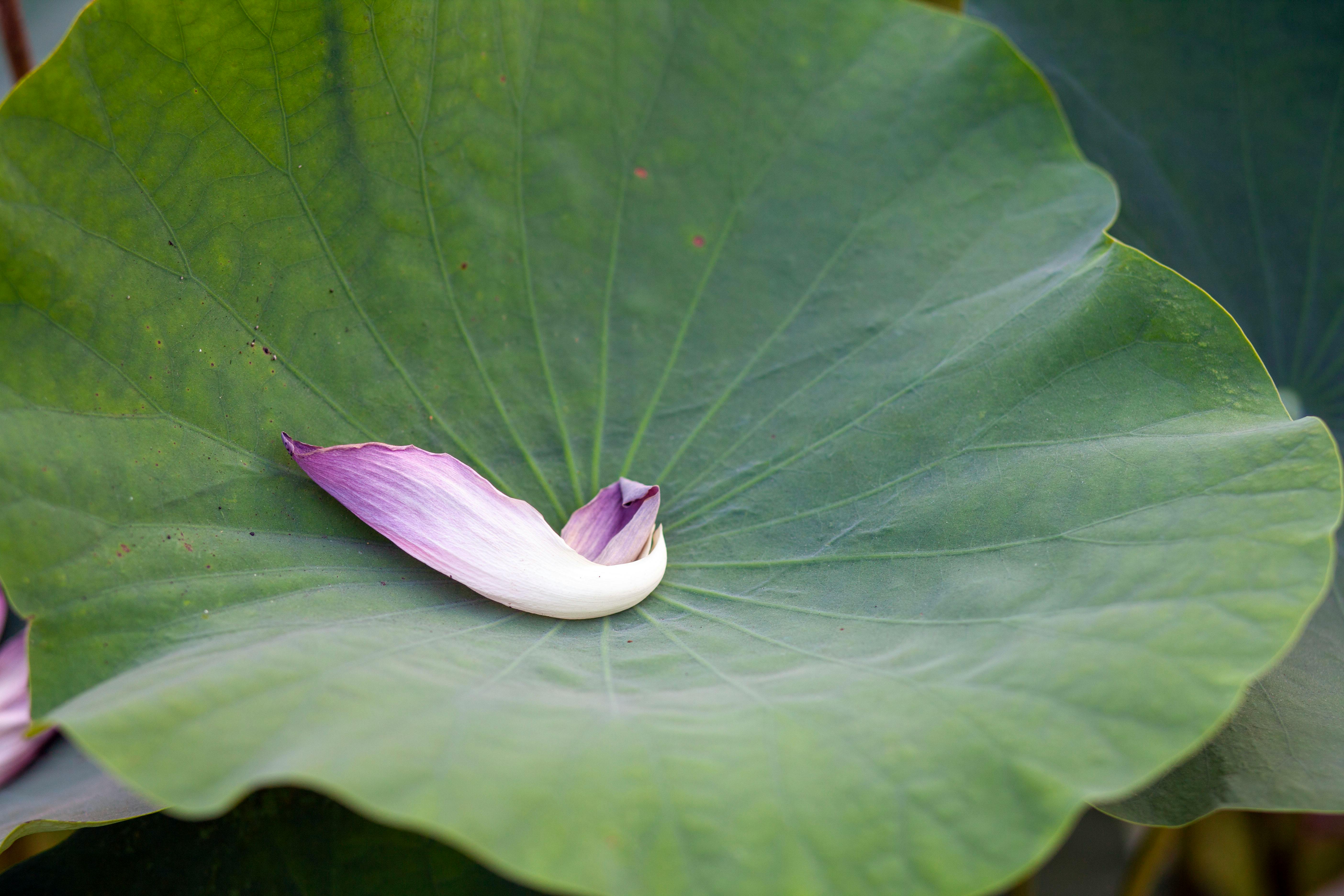Flower Petal on Green Leaf · Free Stock Photo