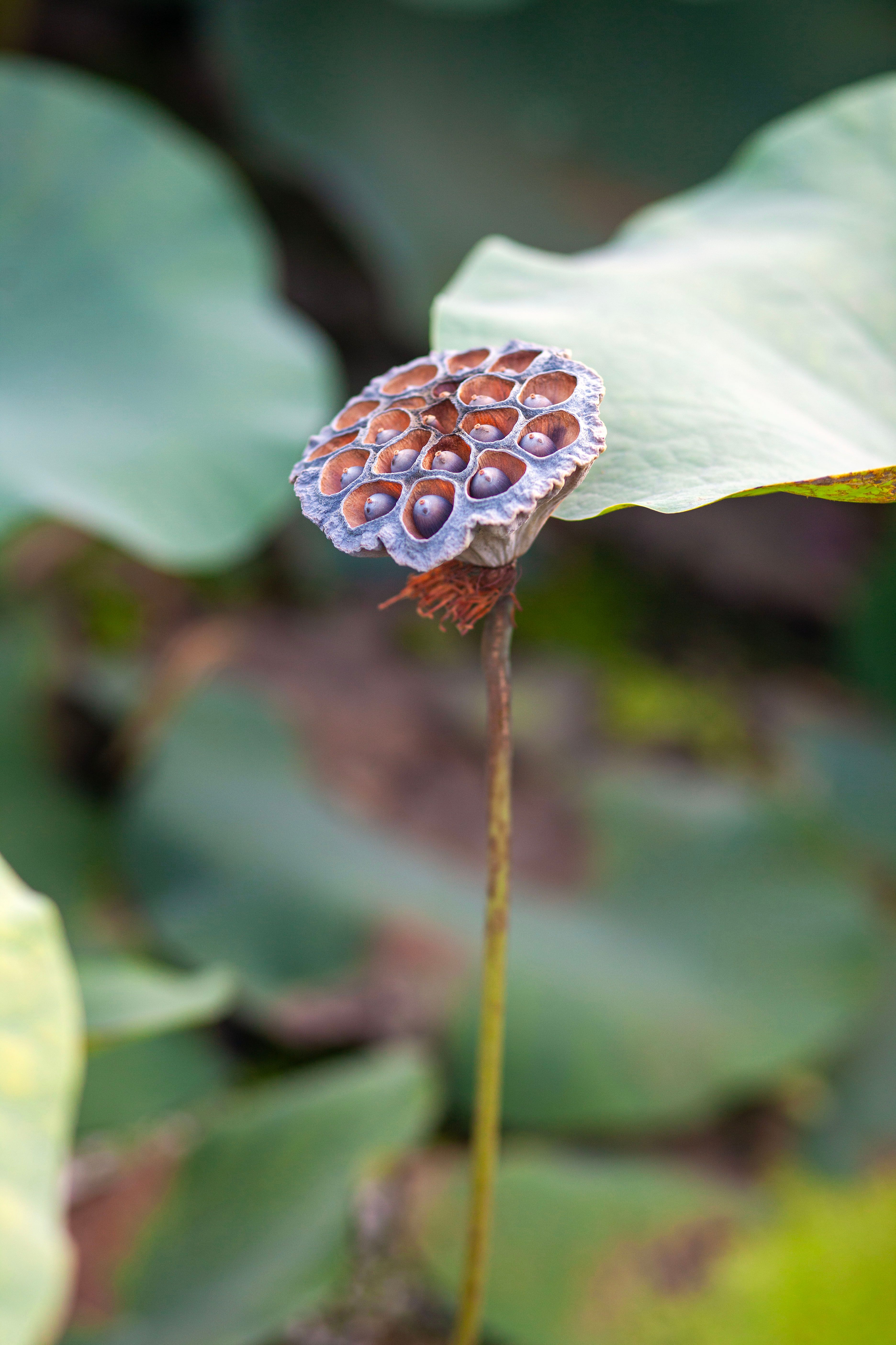 Close-up of a Withered Lotus Pod · Free Stock Photo