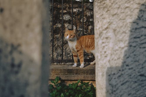 Kostnadsfri bild av djurfotografi, husdjur, katt