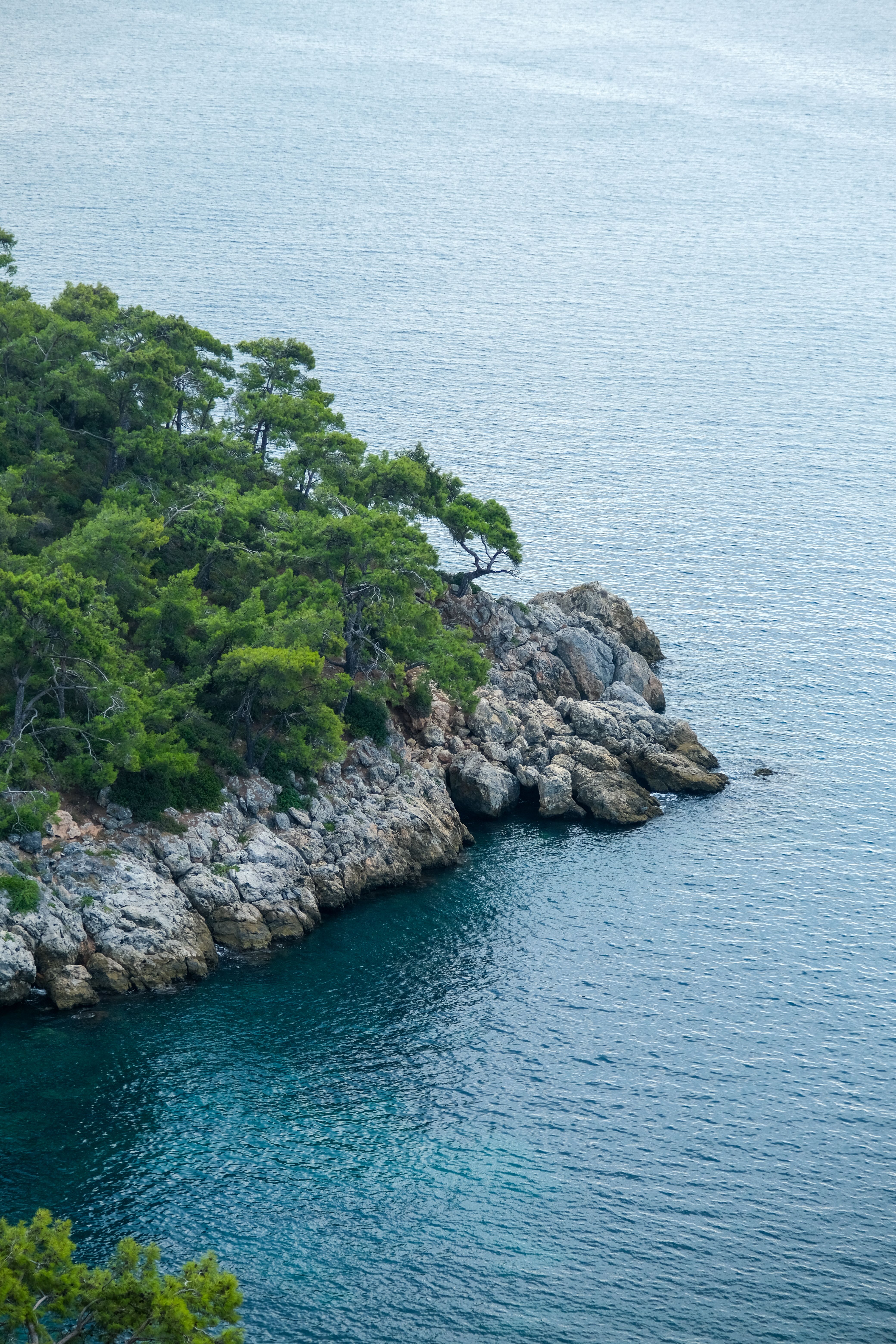 Pine Covered Cliffs Photos, Download The BEST Free Pine Covered Cliffs ...