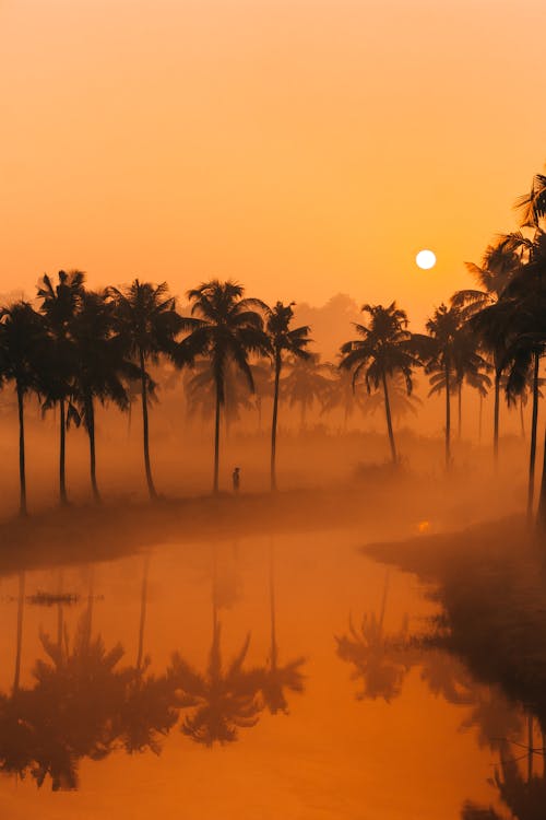 Sunrise over palm trees and water in the distance