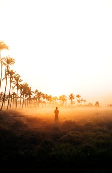 Silhouette of a person walking through a misty tropical palm grove at sunrise, evoking a warm, serene atmosphere.