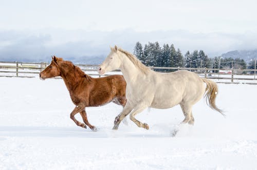 A White and Brown Horses Running on a Pasture in Winter 