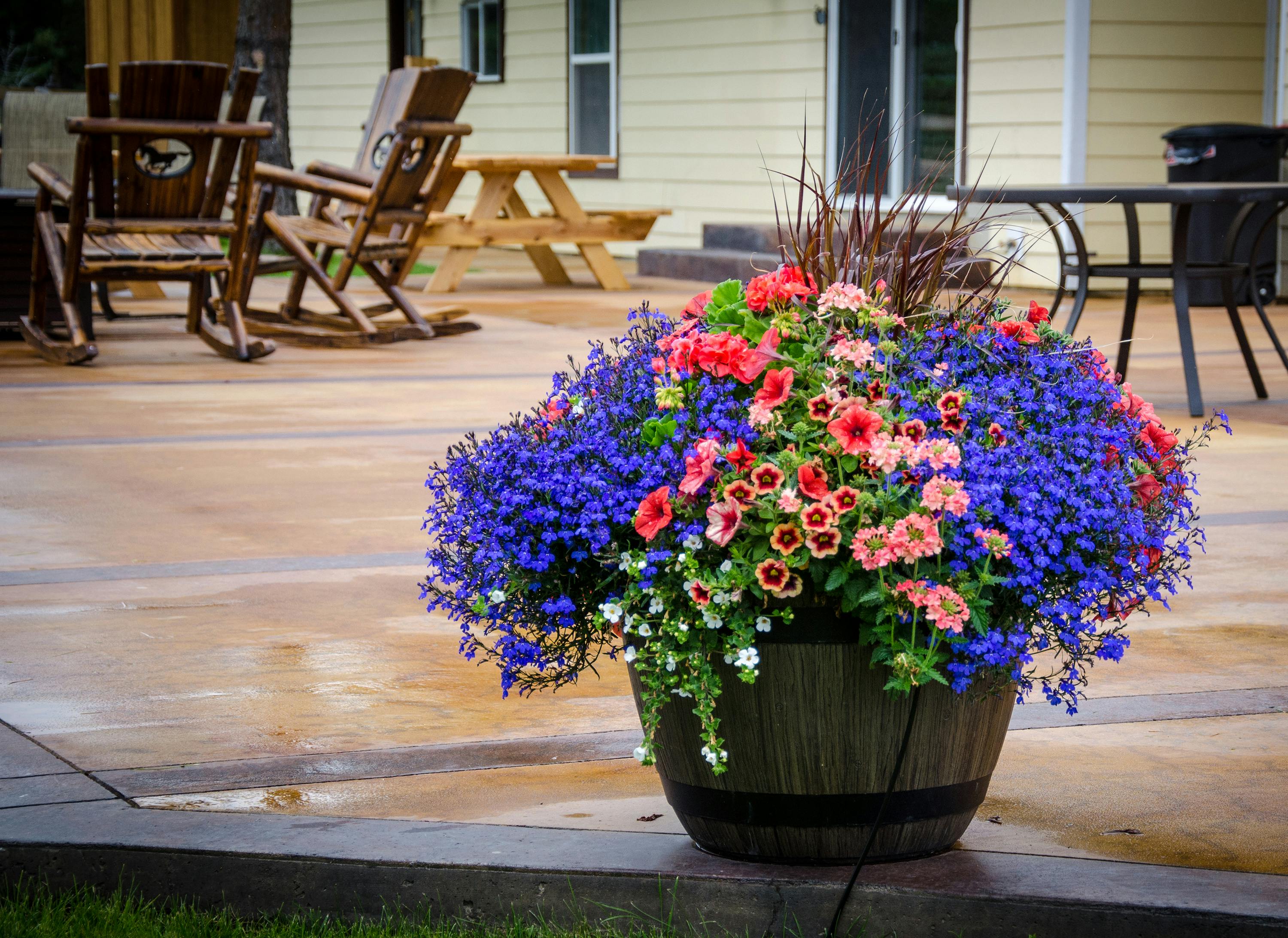 Sun-drenched patio pots with a variety of flowering plants - small patio potted plants