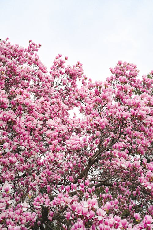 A tree with pink flowers in the middle of a field