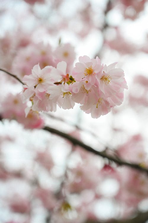 ピンクの花, フローラ, 咲くの無料の写真素材