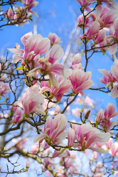 Free Vibrant pink magnolia flowers blossoming against a clear blue sky in spring. Stock Photo