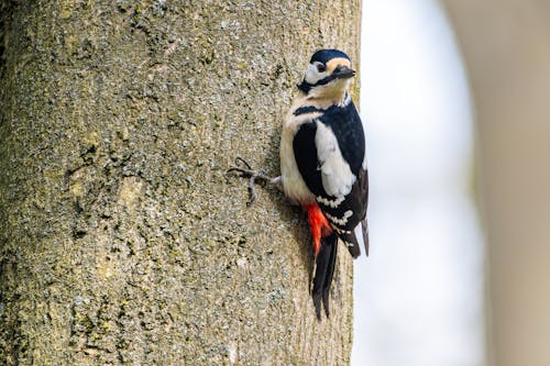 A bird is perched on the side of a tree