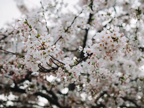 A close up of a cherry blossom tree