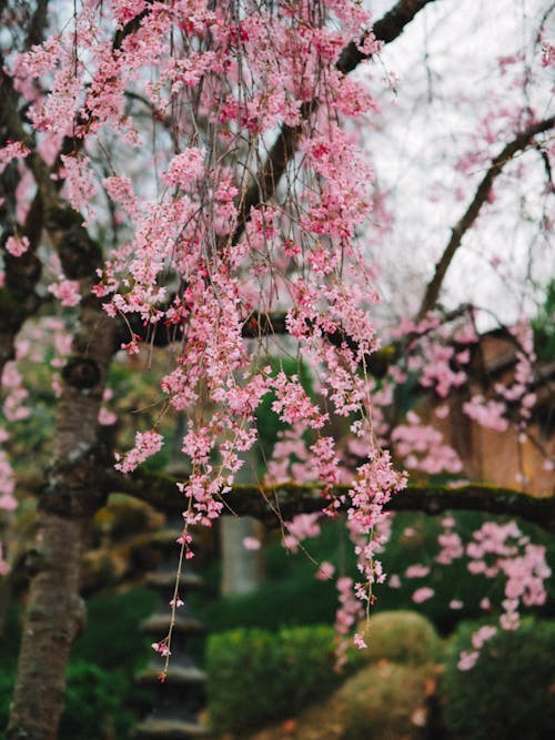 パーク, ピンクの花, フローラの無料の写真素材