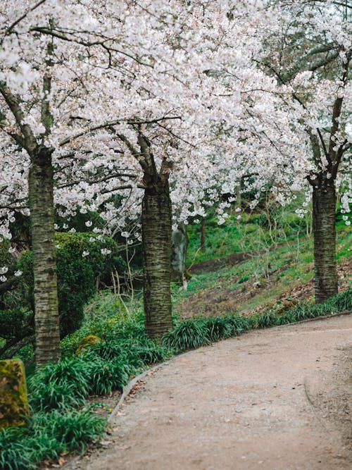 Základová fotografie zdarma na téma flóra, japonská zahrada, jaro