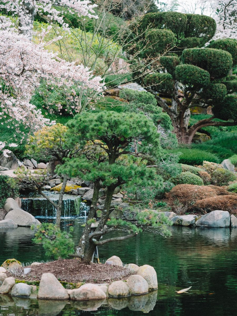 Serene Japanse tuin met bloesem, bonsaibomen en een vijver