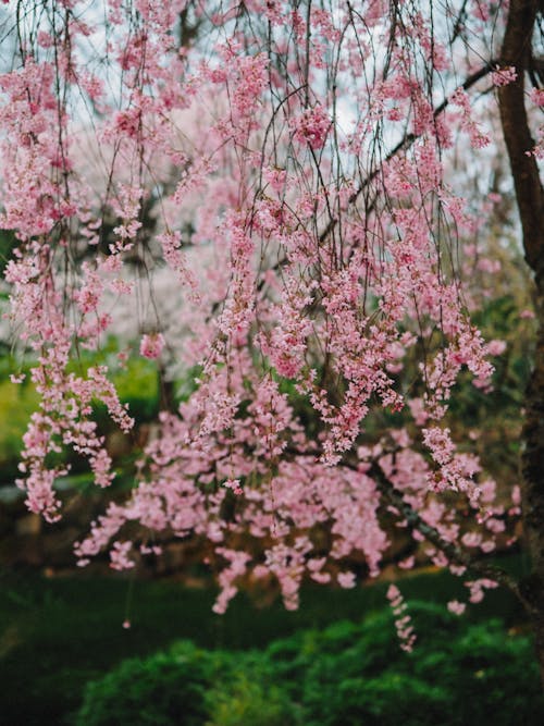 Photo of a Cherry Blossom in a Garden in Spring 