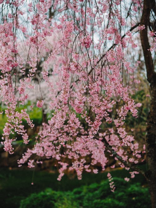 Photo of a Cherry Blossom in a Garden in Spring 