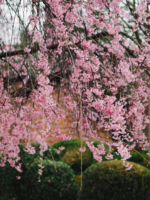 トピアリー, ピンクの花, フローラの無料の写真素材