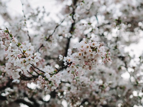 Immagine gratuita di albero, avvicinamento, bellezza