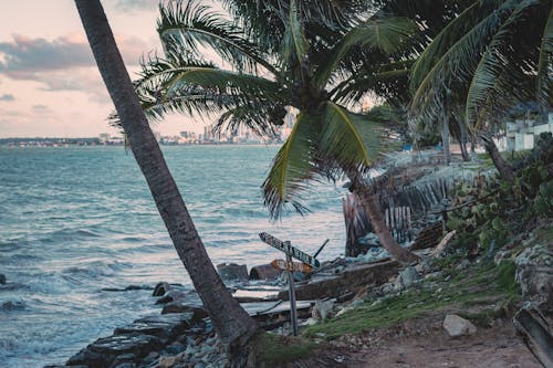 간판, 나뭇잎, 바다의 무료 스톡 사진