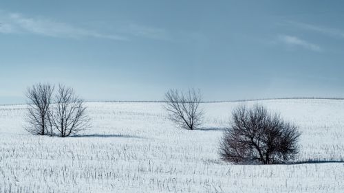 Free Peaceful rural scene with bare trees on a snowy field under a clear winter sky. Stock Photo