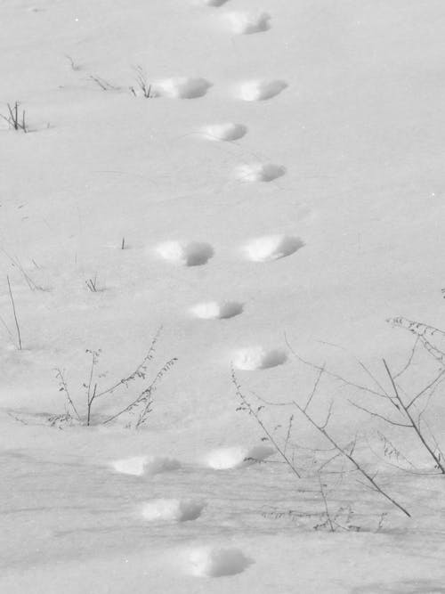 A black and white photo of footprints in the snow