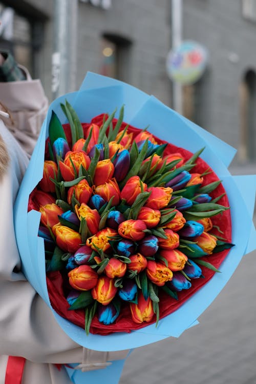 Základová fotografie zdarma na téma červené tulipány, dárek, držení