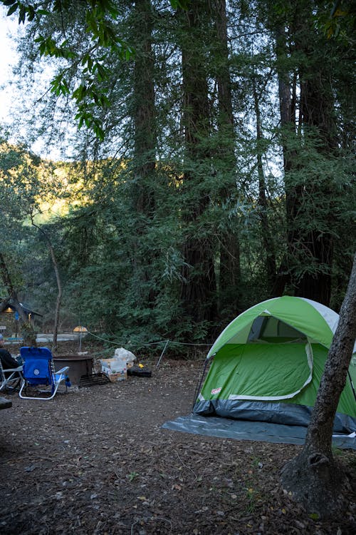 Imagine de stoc gratuită din arbori, camping, codru