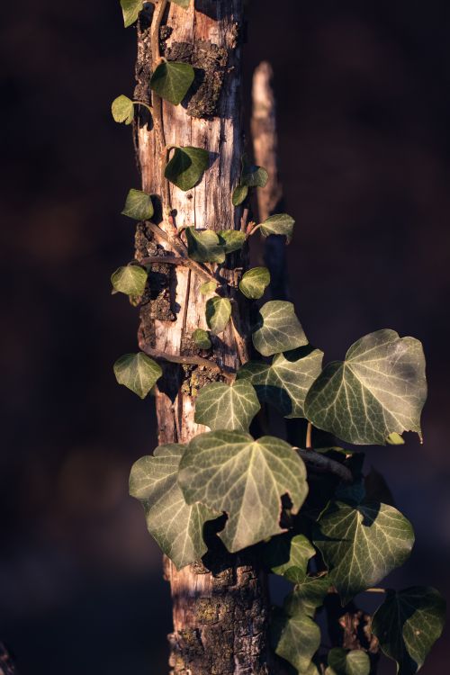 Free A serene close-up of ivy leaves climbing a weathered tree trunk, capturing nature's beauty. Stock Photo