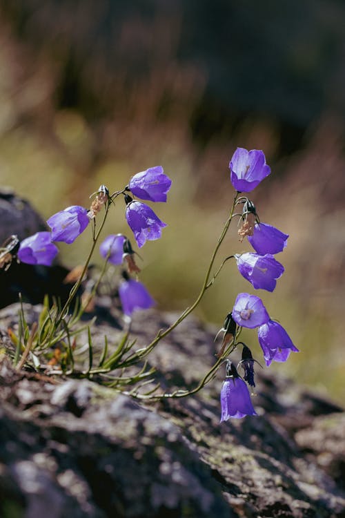 Foto d'estoc gratuïta de bellflowers, creixement, enfocament selectiu