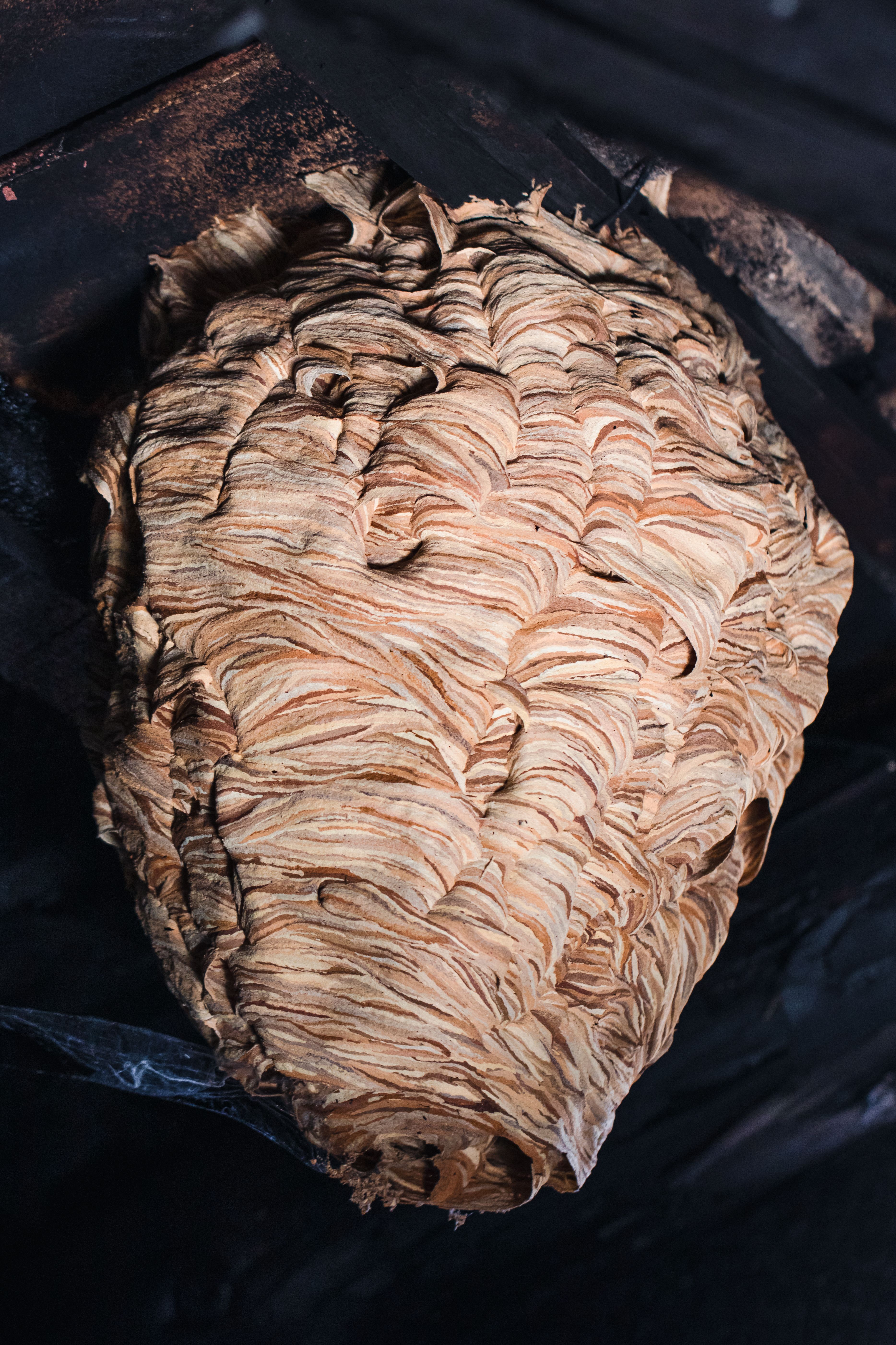 Wasp Nest Remover