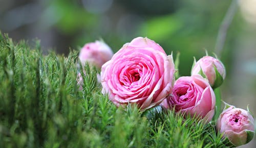 Free Macro Photo of Pink Roses Stock Photo