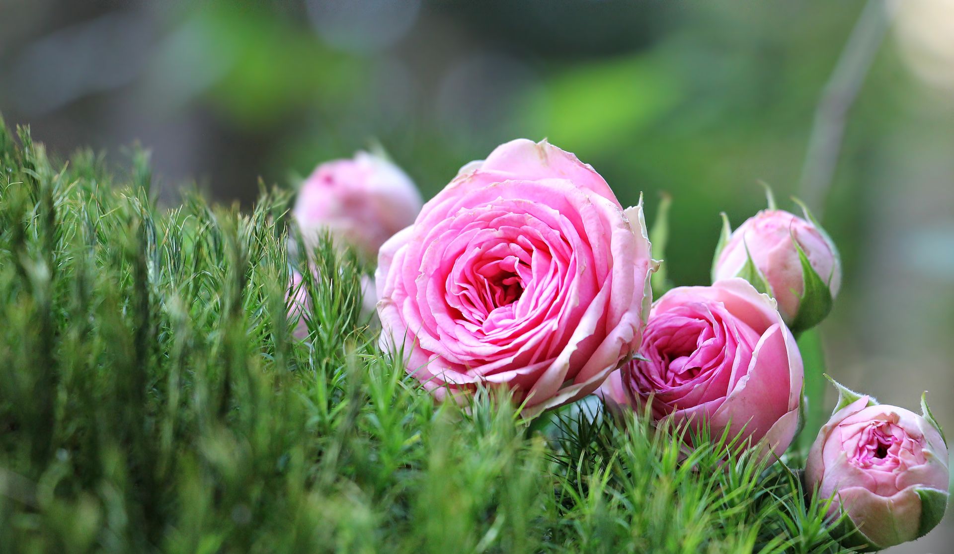Close-up view of vibrant pink roses blooming in a lush green garden setting.