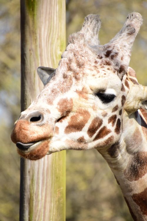 Free A detailed close-up of a giraffe at the Memphis Zoo, showcasing its unique spots and serene expression. Stock Photo