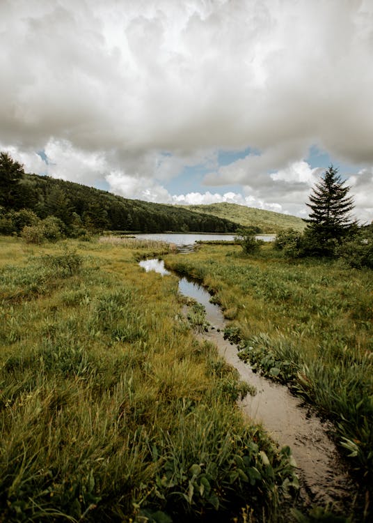 Photos gratuites de environnement, épais, été