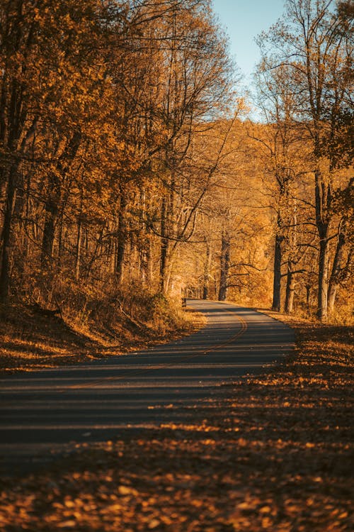 A road in the woods with autumn leaves