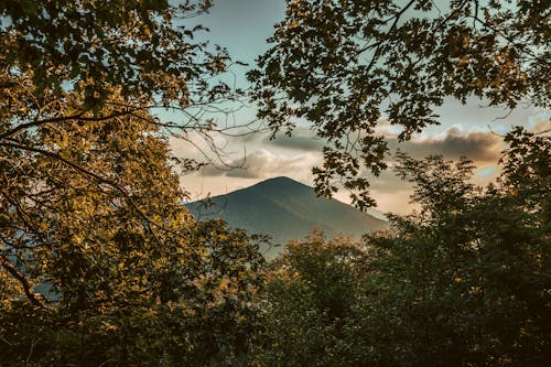 A mountain is seen through trees at sunset