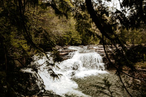 A waterfall in the woods surrounded by trees