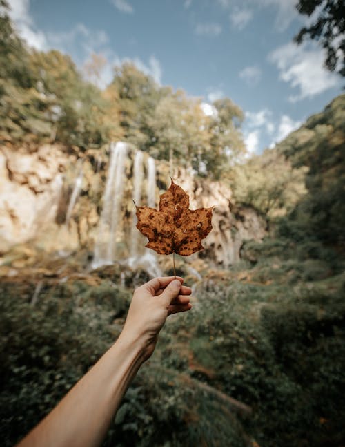 A person holding a leaf in front of a waterfall