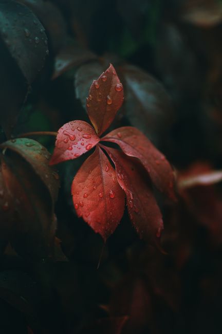 Detailed image of red leaves adorned with raindrops, a symbol of nature's beauty