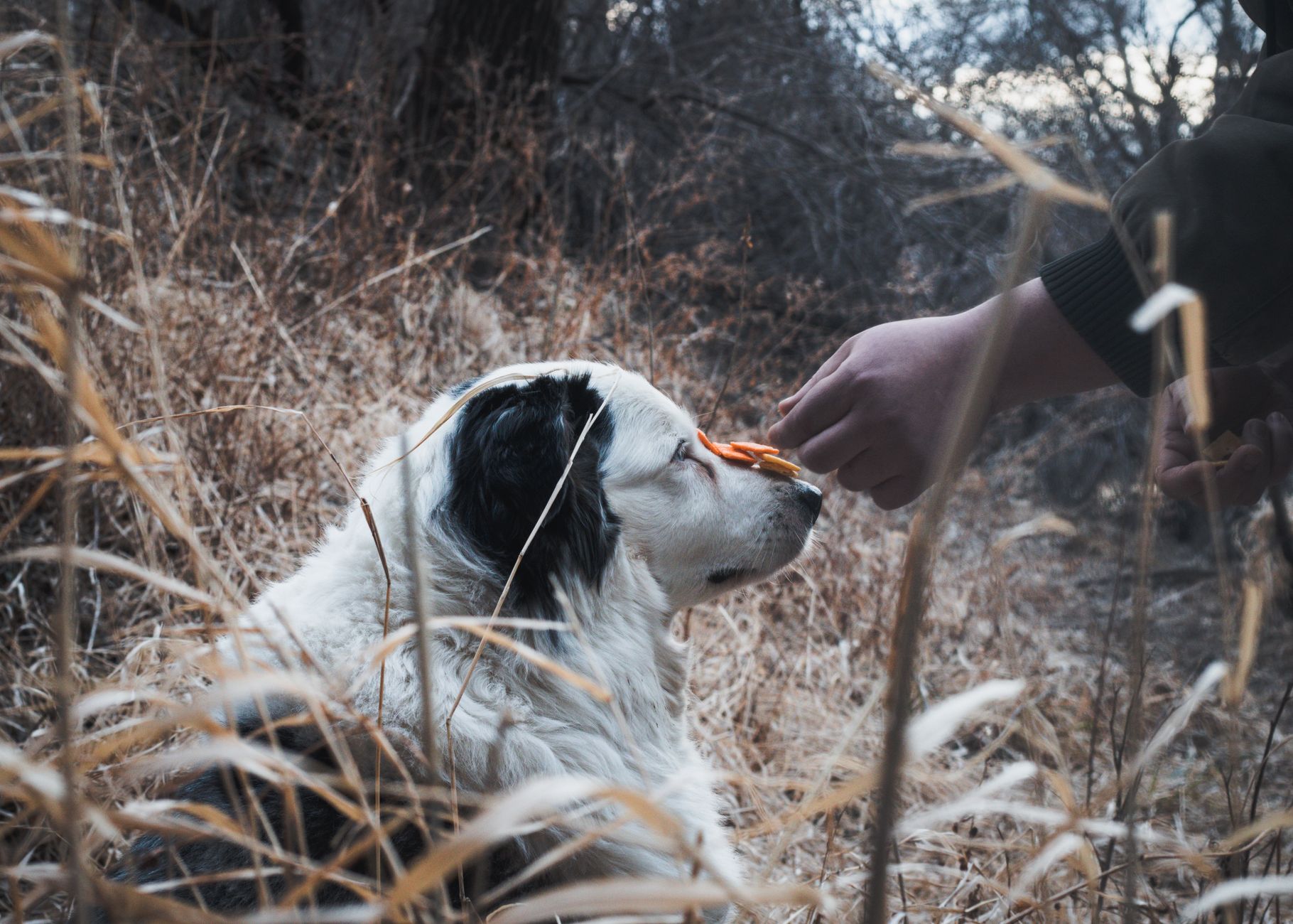 Dog Treats: Training Picks, Calories, and What to Avoid