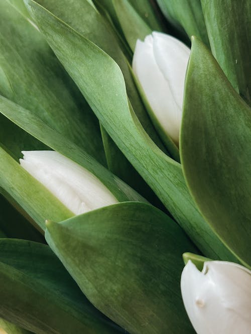 A close up of white tulips in a green vase